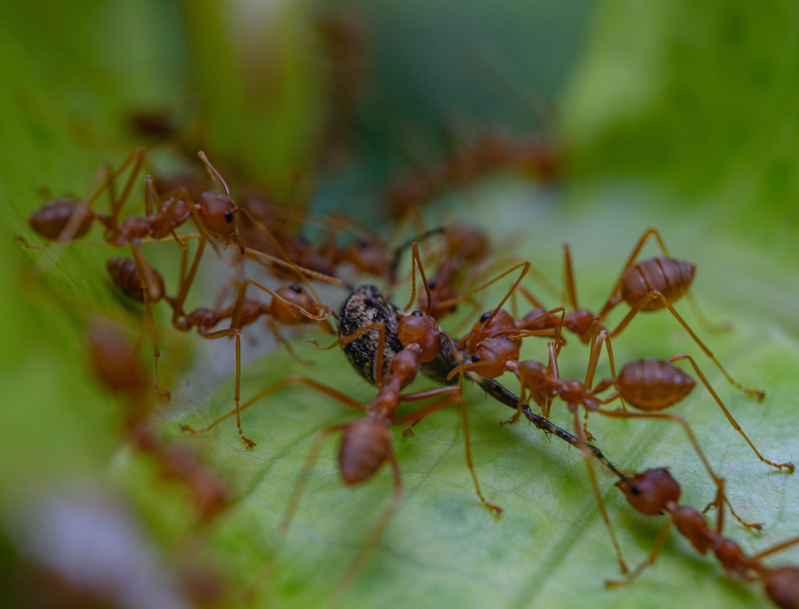 Dealing with Fire Ants: Tips and Tricks