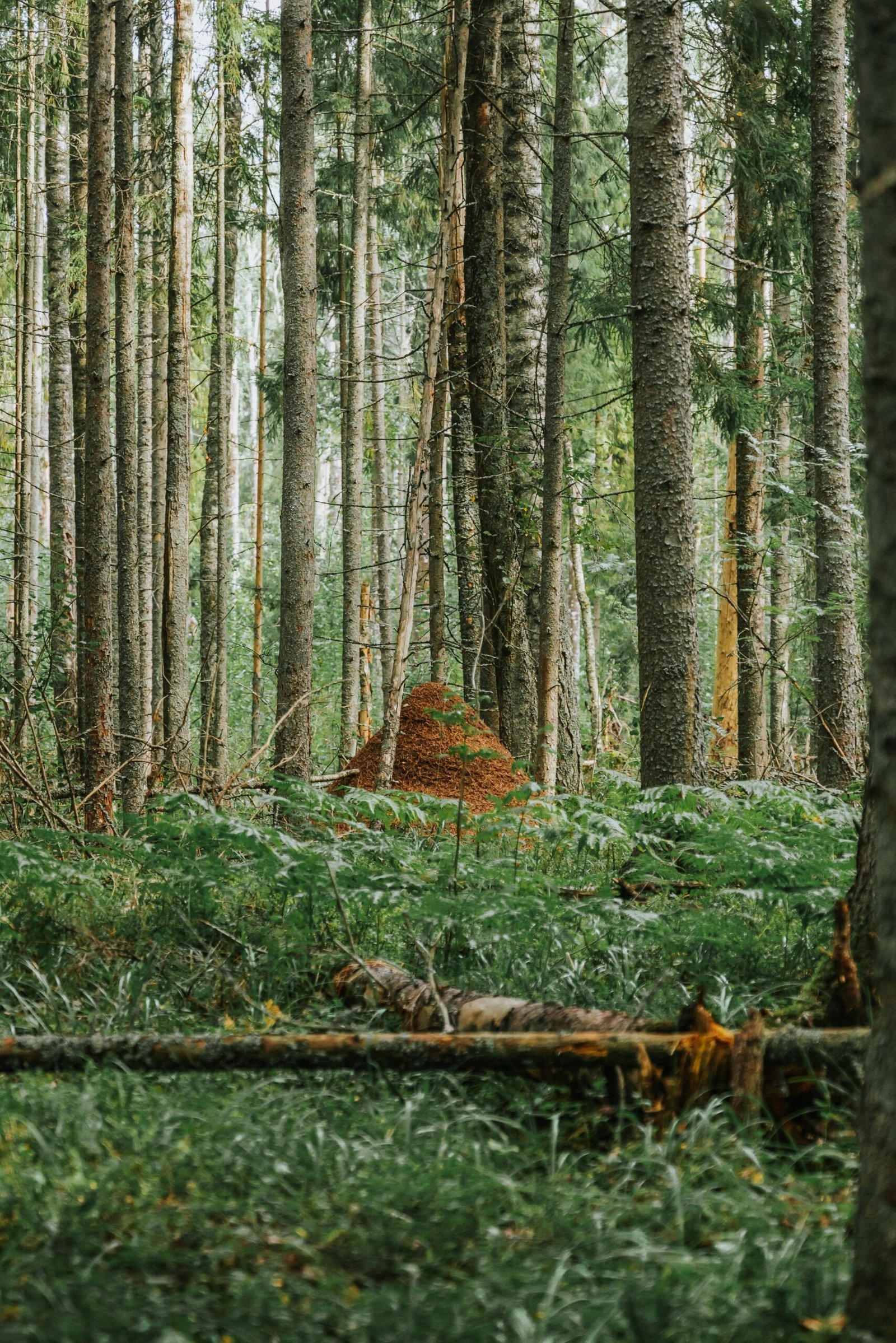 a forest filled with lots of tall trees