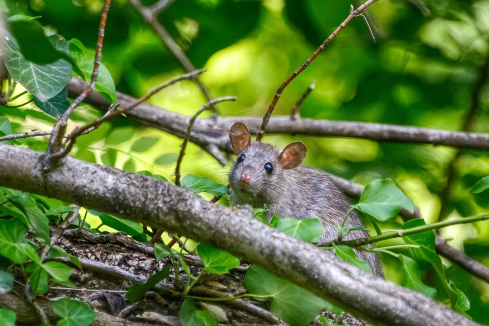 A Guide to Dealing with Rats and Mice in Your Home