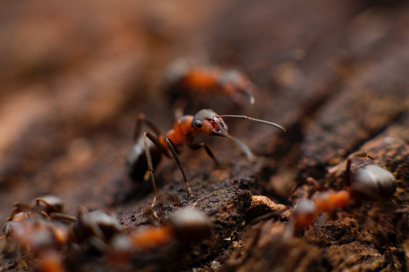 Wood Cockroach: A Common Pest in Homes