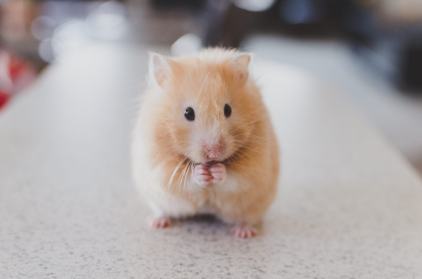 The Ultimate Guide to Dealing with Rodents: Say Goodbye to Rats and Mice