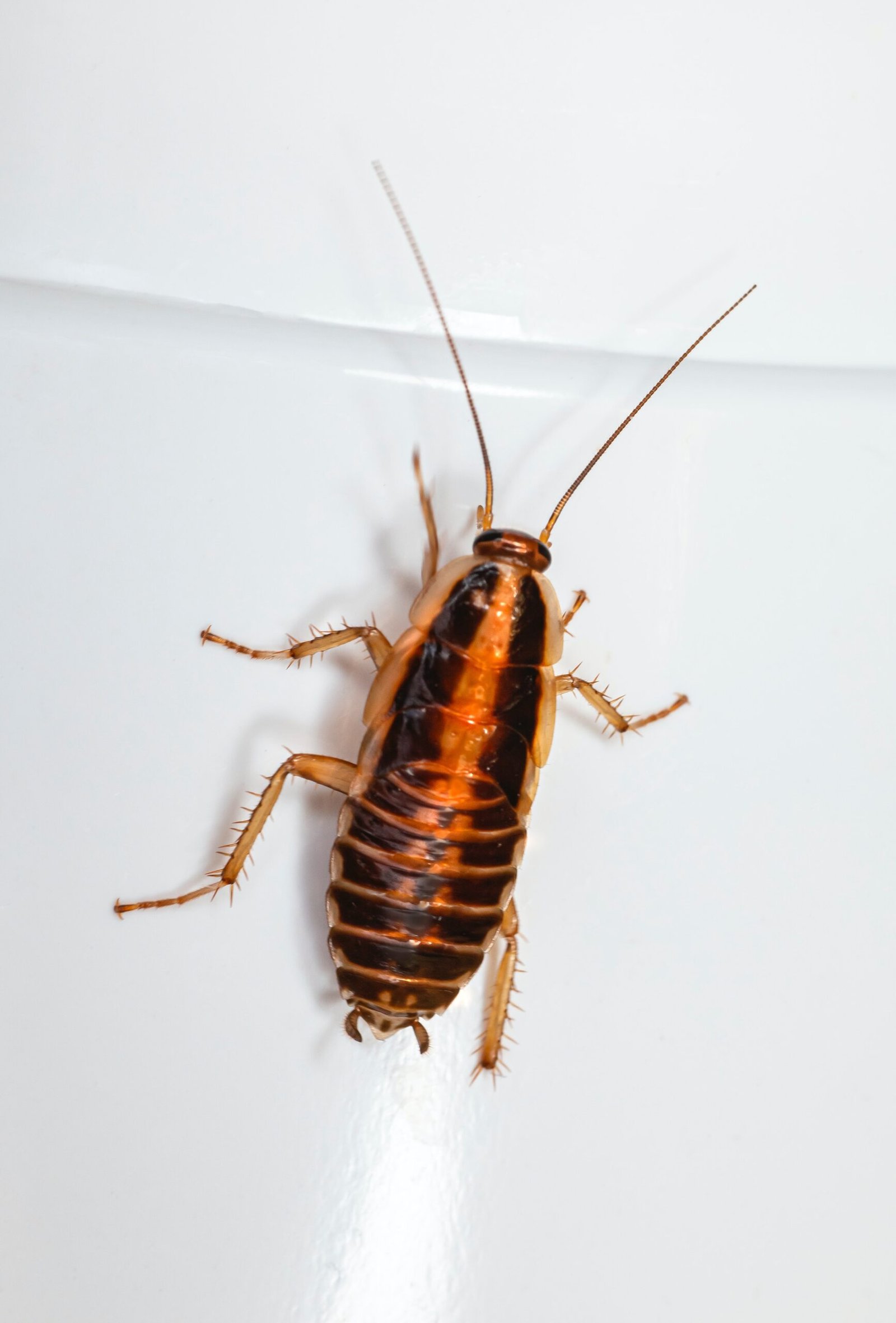 The Fascinating World of the Largest Cockroach Species