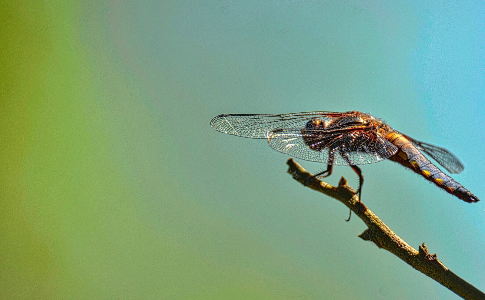 Termite Stakes: A Safe and Effective Solution for Termite Control