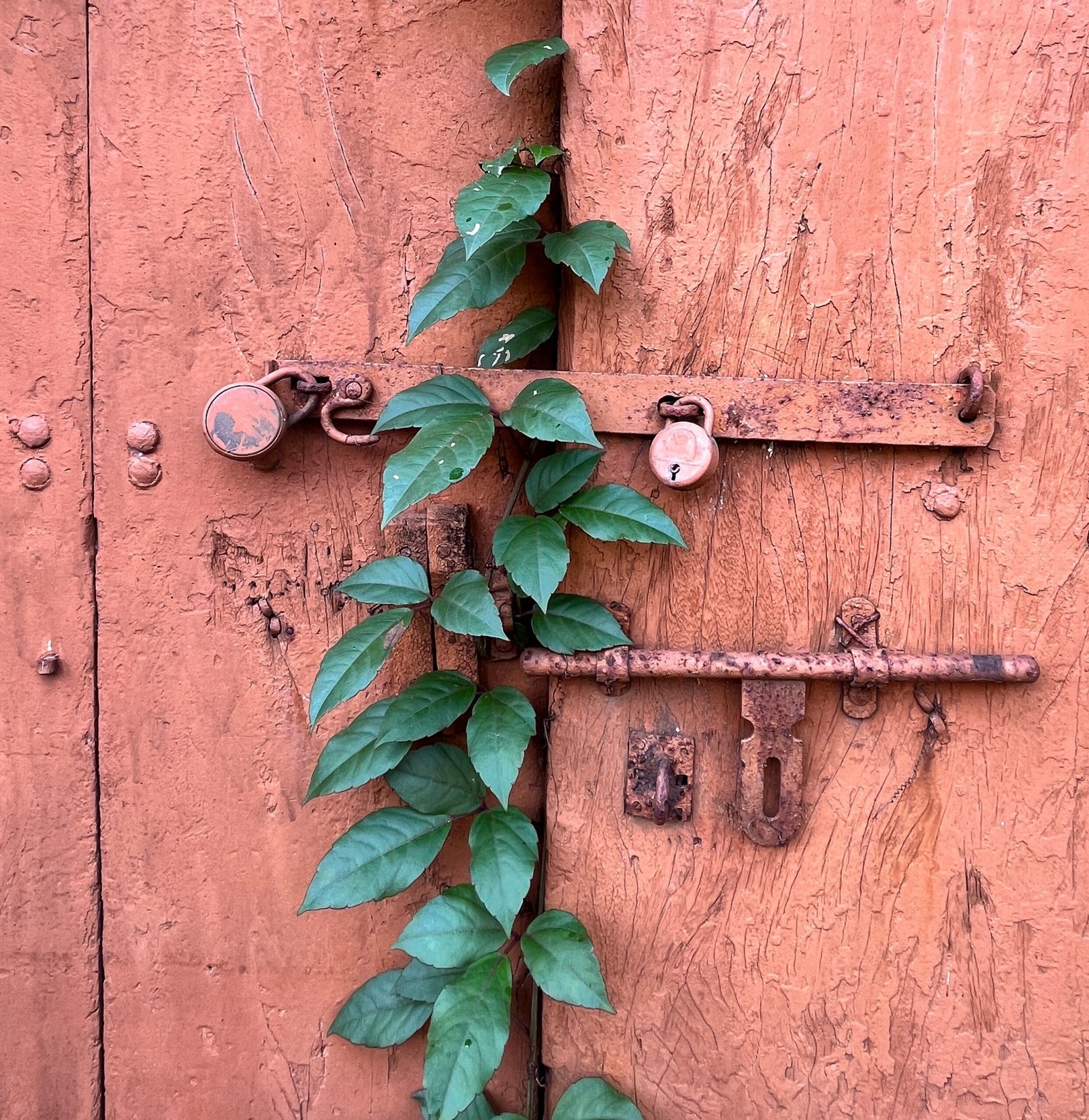 a plant growing on the side of a wooden door