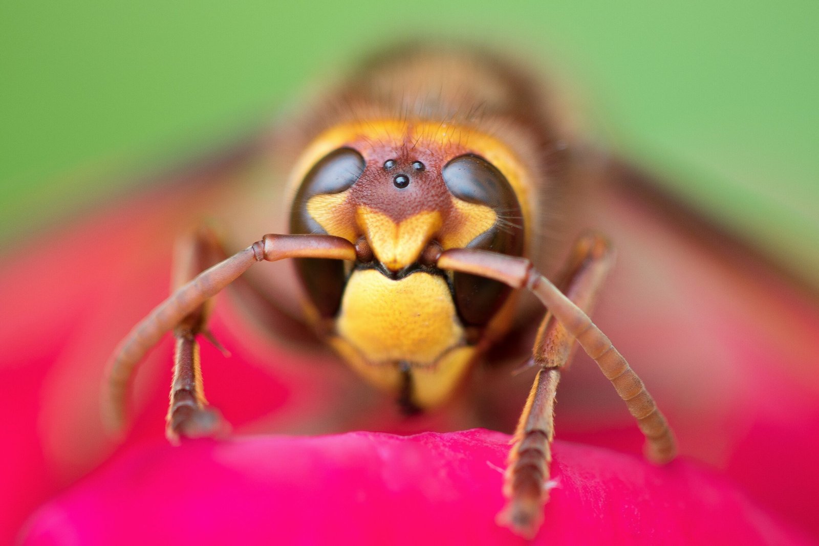 Why You Need a Professional Wasp Exterminator